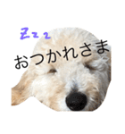 golden doodleのGinger（個別スタンプ：17）
