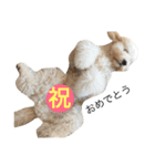golden doodleのGinger（個別スタンプ：20）