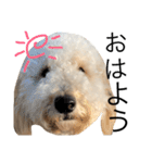 golden doodleのGinger（個別スタンプ：21）