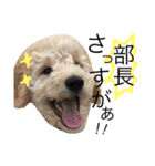 golden doodleのGinger（個別スタンプ：24）
