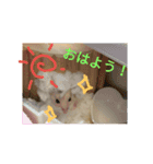 うちのかんた   ~ハムスター~（個別スタンプ：11）