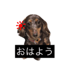 わんわんスタンプ♡（個別スタンプ：4）