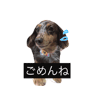 わんわんスタンプ♡（個別スタンプ：6）