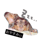 わんわんスタンプ♡（個別スタンプ：8）