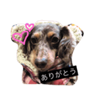わんわんスタンプ♡（個別スタンプ：12）