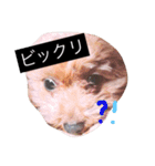 わんわんスタンプ♡（個別スタンプ：15）
