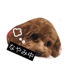 わんわんスタンプ♡（個別スタンプ：16）
