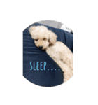 toypoodle stamps（個別スタンプ：1）