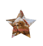 toypoodle stamps（個別スタンプ：2）