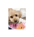 toypoodle stamps（個別スタンプ：3）