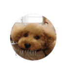 toypoodle stamps（個別スタンプ：5）