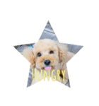 toypoodle stamps（個別スタンプ：7）