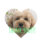 toypoodle stamps（個別スタンプ：8）