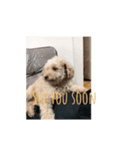 toypoodle stamps（個別スタンプ：9）