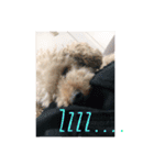 toypoodle stamps（個別スタンプ：10）