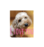 toypoodle stamps（個別スタンプ：11）