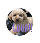 toypoodle stamps（個別スタンプ：12）