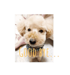 toypoodle stamps（個別スタンプ：13）