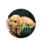 toypoodle stamps（個別スタンプ：14）