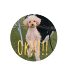 toypoodle stamps（個別スタンプ：15）