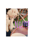 toypoodle stamps（個別スタンプ：16）