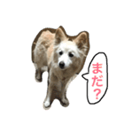 雑種犬くりん日常スタンプ（個別スタンプ：1）