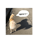 雑種犬くりん日常スタンプ（個別スタンプ：9）