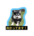 たまおさん家の犬。暴れん坊パッちゃん。（個別スタンプ：6）