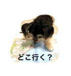 たまおさん家の犬。暴れん坊パッちゃん。（個別スタンプ：14）