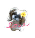 たまおさん家の犬。名前はヂルチ（個別スタンプ：1）