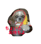たまおさん家の犬。名前はヂルチ（個別スタンプ：2）