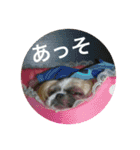 たまおさん家の犬。名前はヂルチ（個別スタンプ：3）