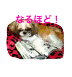 たまおさん家の犬。名前はヂルチ（個別スタンプ：4）