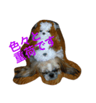 たまおさん家の犬。名前はヂルチ（個別スタンプ：5）