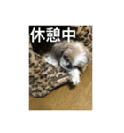 たまおさん家の犬。名前はヂルチ（個別スタンプ：6）