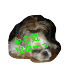 たまおさん家の犬。名前はヂルチ（個別スタンプ：7）