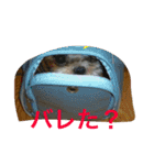 たまおさん家の犬。名前はヂルチ（個別スタンプ：9）