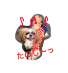 たまおさん家の犬。名前はヂルチ（個別スタンプ：10）