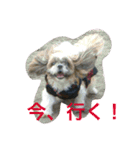 たまおさん家の犬。名前はヂルチ（個別スタンプ：11）