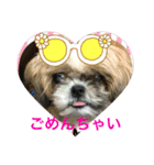 たまおさん家の犬。名前はヂルチ（個別スタンプ：12）