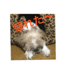 たまおさん家の犬。名前はヂルチ（個別スタンプ：15）