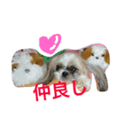たまおさん家の犬。名前はヂルチ（個別スタンプ：16）