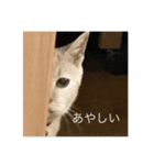 ねこのぷーちゃんstmp（個別スタンプ：5）