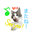 食いしん坊猫のわさび（個別スタンプ：6）