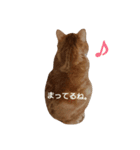 もかにゃんの日常（個別スタンプ：2）