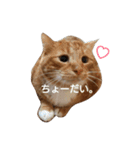 もかにゃんの日常（個別スタンプ：4）