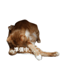 もかにゃんの日常（個別スタンプ：7）