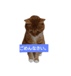 もかにゃんの日常（個別スタンプ：8）
