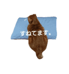 もかにゃんの日常（個別スタンプ：11）