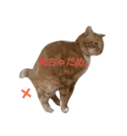 もかにゃんの日常（個別スタンプ：14）